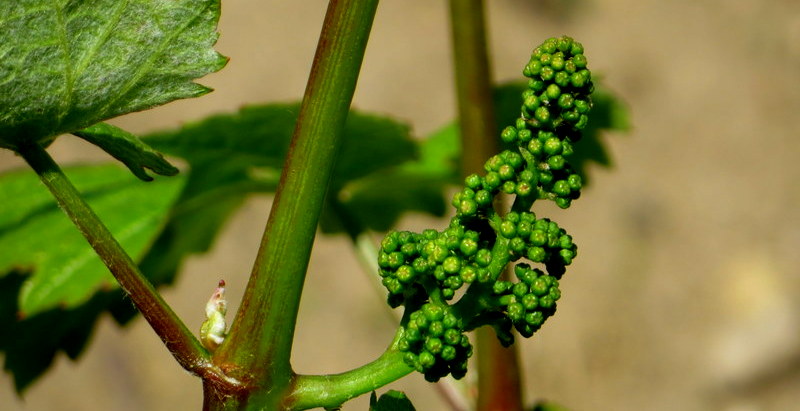 winogron Krosno Odrzańskie